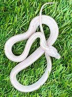 Korenslang 3 maand oud, soort: Hypo Pewter Stripe, Dieren en Toebehoren, Reptielen en Amfibieën, Slang, Tam, 0 tot 2 jaar