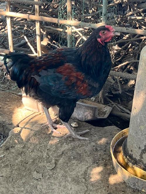 Jonge haantjes olijflegger/easteregger, Dieren en Toebehoren, Pluimvee
