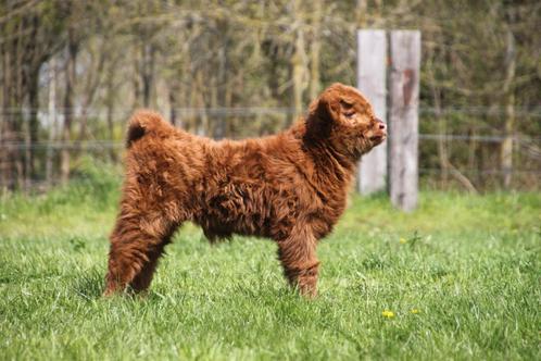 Tamme kudde schotse hooglanders, Dieren en Toebehoren, Runderen, Meerdere dieren, 0 tot 2 jaar