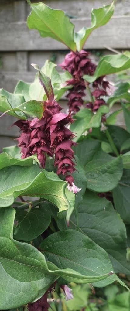 Grootmoeders oorbellen /Leycesteria formosa, vanaf 1 euro, Jardin & Terrasse, Plantes | Jardin, Plante fixe, Autres espèces, Mi-ombre