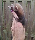 Tamme fretjes, Dieren en Toebehoren, Juni, Meerdere dieren