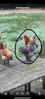 Jeunes coqs à vendre, Dieren en Toebehoren, Pluimvee, Mannelijk