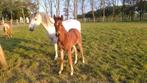 Drachtige merrie (Bingo 2000 Z)met veulen van Forever ..., Merrie, Gechipt, Springpony, C pony (1.27m tot 1.37m)