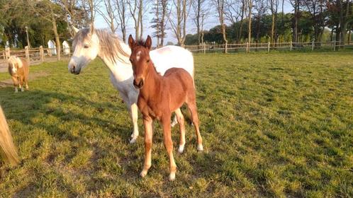 Drachtige merrie (Bingo 2000 Z)met veulen van Forever ..., Dieren en Toebehoren, Pony's, Merrie, Onbeleerd, C pony (1.27m tot 1.37m)
