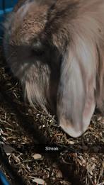 Konijntjes zoeken samen nieuwe huisje, Dieren en Toebehoren, Konijnen, Hangoor
