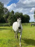 Paard zkt vriend! Gratis stalling, weidegang en voeding, Dieren en Toebehoren, Stalling en Weidegang, Weidegang