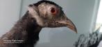 Taxidermie opgezette fazant speciale soort!!!, Verzamelen, Dierenverzamelingen, Opgezet dier, Vogel, Gebruikt, Ophalen of Verzenden