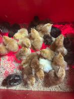 Eendagskuikens ( kan je onder een broedse kip plaatsen), Dieren en Toebehoren, Pluimvee, Kip