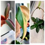 Planten pakket, Enlèvement