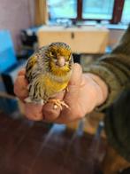 Mosaïque jaune agate, Mâle, Canari de couleur