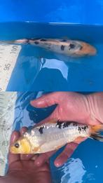 Europese koi’s ca 20cm, Dieren en Toebehoren, Vissen | Vijvervissen, Karper of Koi