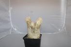 pachypodium eborneum, Vetplant, Ophalen of Verzenden, In pot, Minder dan 100 cm