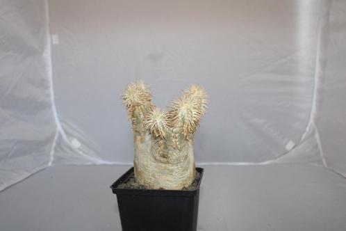 pachypodium eborneum, Huis en Inrichting, Kamerplanten, Vetplant, Minder dan 100 cm, Groene kamerplant, Volle zon, In pot, Ophalen of Verzenden