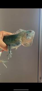 Iguane, Animaux & Accessoires, Reptiles & Amphibiens, Lézard, Domestique, 0 à 2 ans
