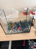 Niewe visbak te koop met pomp niew, Dieren en Toebehoren, Ophalen, Nieuw, Verlichting of Verwarming