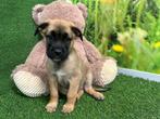 Kruising Boxer x Duitse Herder pups, Dieren en Toebehoren, Honden | Niet-rashonden, CDV (hondenziekte), Meerdere, 8 tot 15 weken