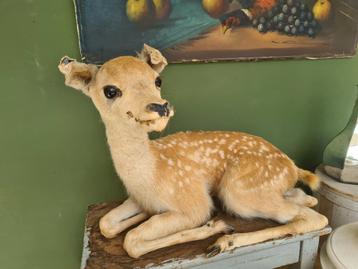 Opgezet hertenjong babyhert bambi taxidermie beschikbaar voor biedingen