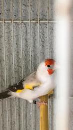 Puttertje Agathe Met witte kop, Dieren en Toebehoren, Vrouwelijk, Tropenvogel