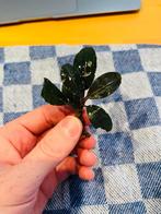 Bucephalandra 'Black Adonis', Enlèvement ou Envoi, Neuf, Plante(s), Pierre ou Bois