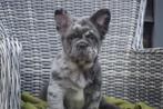 Franse bulldog fluffy pups, Dieren en Toebehoren, Honden | Bulldogs, Pinschers en Molossers, België, 15 weken tot 1 jaar, CDV (hondenziekte)