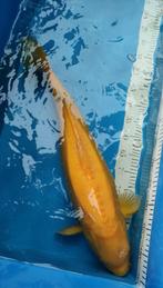 Japanse koi, Dieren en Toebehoren, Vissen | Vijvervissen, Karper of Koi