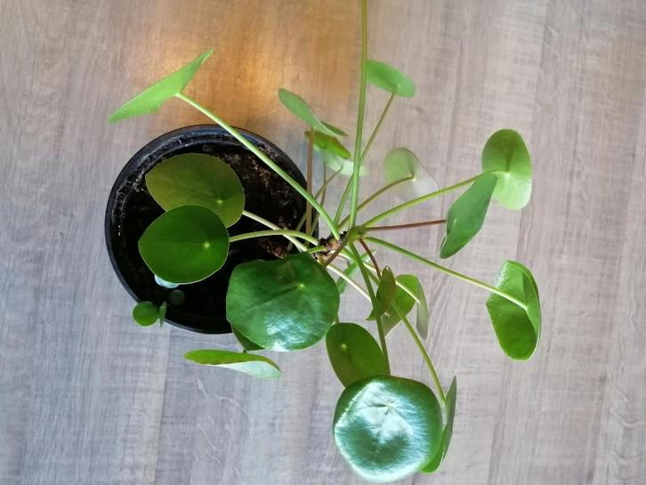 pannenkoekenplant, Huis en Inrichting, Kamerplanten, Overige soorten, Minder dan 100 cm, Halfschaduw, Ophalen