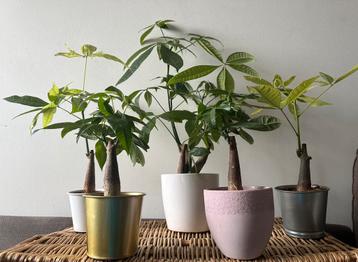 Kamerplant Pachira beschikbaar voor biedingen