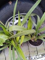 orhidee, Ophalen of Verzenden