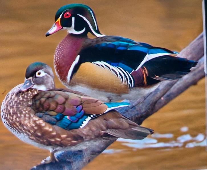 Mandarijneenden - eenden - siereende, Dieren en Toebehoren, Pluimvee