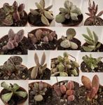 Adromischus set van 16 planten, Minder dan 100 cm, Verzenden, Vetplant