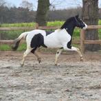 Joli poney. Jardin., Hongre