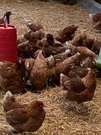 Bruine legkippen, Dieren en Toebehoren, Pluimvee