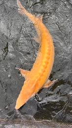 Albino Steur mag verhuizen, Steur