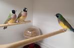 jonge gouldamandines, Dieren en Toebehoren, Vogels | Overige Vogels, Meerdere dieren, Tropenvogel, Geringd