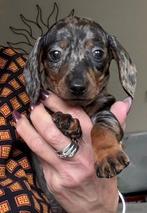 Prachtige teckel pups (dwerg en kaninchen), Dieren en Toebehoren, Honden | Teckels en Dashonden, België, HCC (leverziekte), 8 tot 15 weken