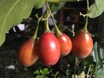 Boomtomaat/Solanum betaceum/ tamarillo, Ophalen