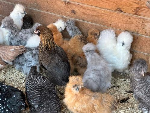 Zijdehoenders cochin krielen araucana marans, Dieren en Toebehoren, Pluimvee