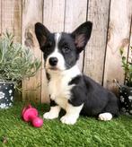 Welsh Corgi Cardigan pups Belgisch, CDV (hondenziekte), Meerdere, 8 tot 15 weken, Meerdere dieren