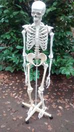skelet anatomisch, Ophalen