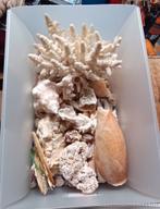 Coquillages, Collections, Enlèvement, Coquillage(s)