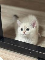 kittens Britse korthaar/ langhaar, Dieren en Toebehoren, Katten en Kittens | Raskatten | Korthaar, Meerdere dieren, Gechipt, 0 tot 2 jaar