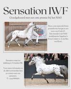 Appaloosa pony ter dekking aangeboden (NAS ggk dekhengst), Met stamboom, Niet van toepassing, Hengst, A pony (tot 1.17m)