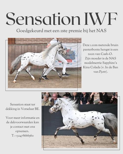 Appaloosa pony ter dekking aangeboden (NAS ggk dekhengst), Dieren en Toebehoren, Pony's, Hengst, Niet van toepassing, A pony (tot 1.17m)