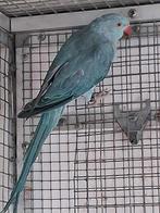 Blauwe lacewing pop van 2025, Dieren en Toebehoren, Vrouwelijk, Parkiet, Geringd