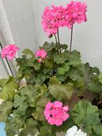 Plant, Tuin en Terras, Bloembollen en Zaden, Ophalen