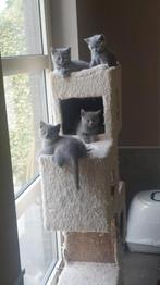 BRITSE KORTHAAR KITTENS MET STAMBOOM, Gechipt, 0 tot 2 jaar