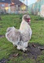 Zijdehoen haantje, Dieren en Toebehoren, Mannelijk, Kip