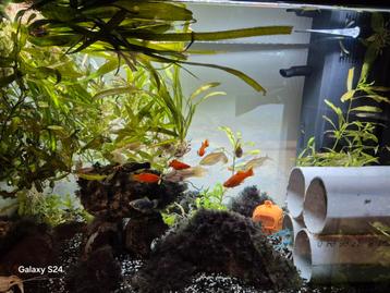 Aquarium met vissen te koop, Tuin en Terras, Vijvers, Ophalen of Verzenden, Zo goed als nieuw