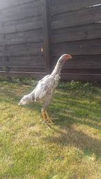O shamo, Dieren en Toebehoren
