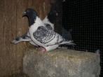 strassers, Animaux & Accessoires, Oiseaux | Pigeons